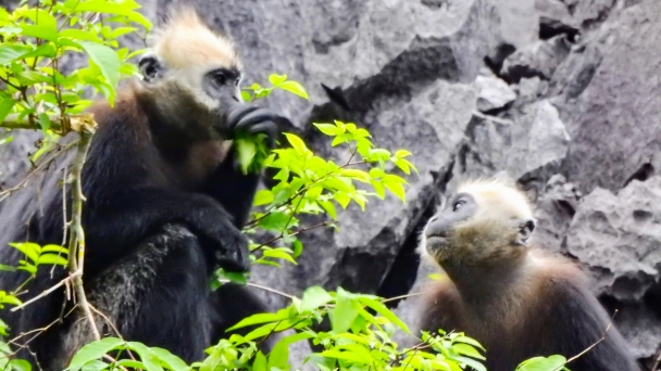 Cat Ba langur population increases by 15 individuals in 10 months